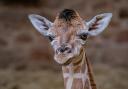 The birth of a rare Rothschild’s giraffe has been captured by CCTV cameras at Chester Zoo.