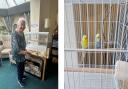 Mary Blake has been given a “sense of responsibility” again by caring for her two new budgies