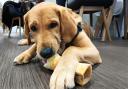 Guide Dogs pup Ralph.