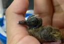 An international team of conservationists successfully hand-reared a blue-eyed ground-dove chick – giving hope to the survival of one of the world's rarest species.