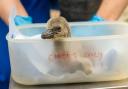 11 penguin chicks have hatched at Chester Zoo, the most to hatch at the zoo for more than a decade.
