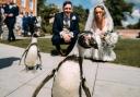 The penguin ring bearers at the wedding of Kerrilea Keilty and Joe Keilty who tied the knot surrounded by friends and family at The Old Palace in Chester. Pictures: SWNS.