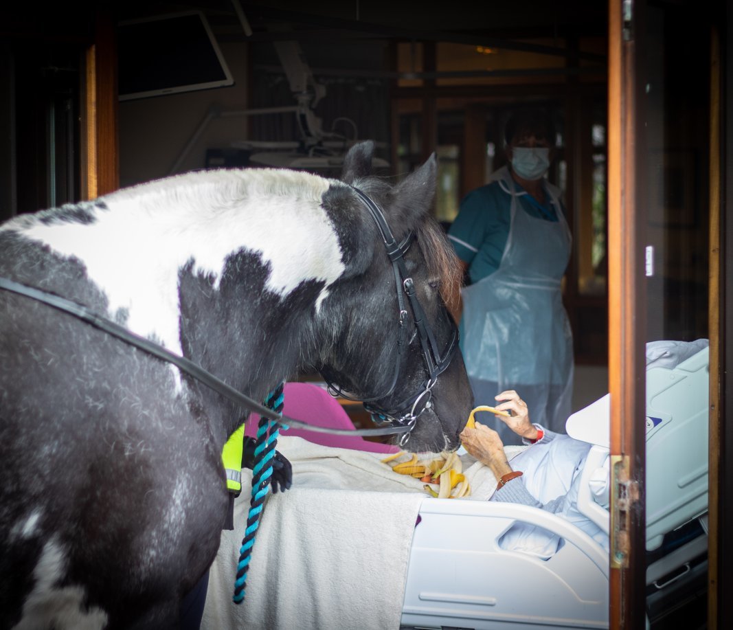 Hospice of the Good Shepherd patient Jan Holman was able to see her King Charles spaniels and her horse one more time.