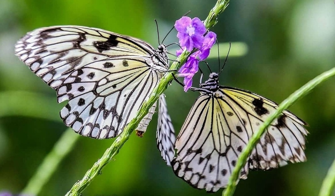Butterflies captured by Donna