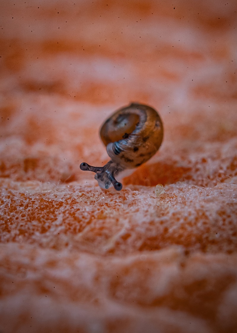 Two species of land snails, thought to be extinct for more than 100 years, have been rediscovered on a small isolated island and bred by experts at Chester Zoo.