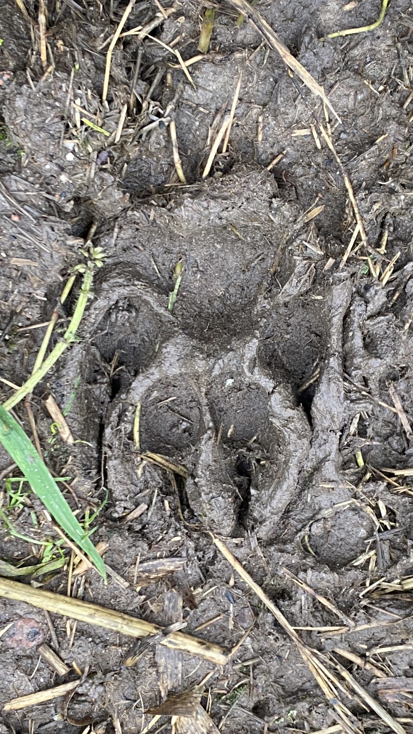 Footprints found in the swamps of Ince.  Images: Puma Watch North Wales