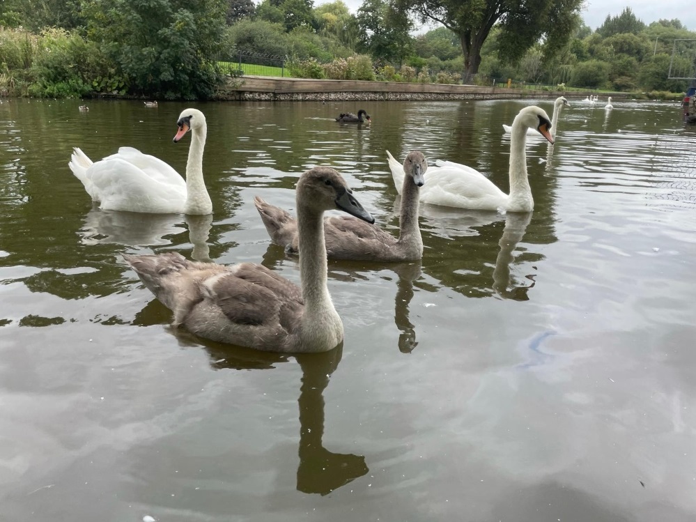 Swans and cygnets at Winsford Marina before bird flu