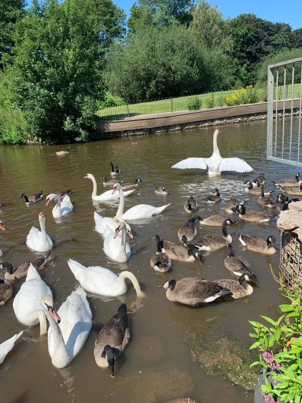 Swans at Winsford Marina before bird flu was confirmed