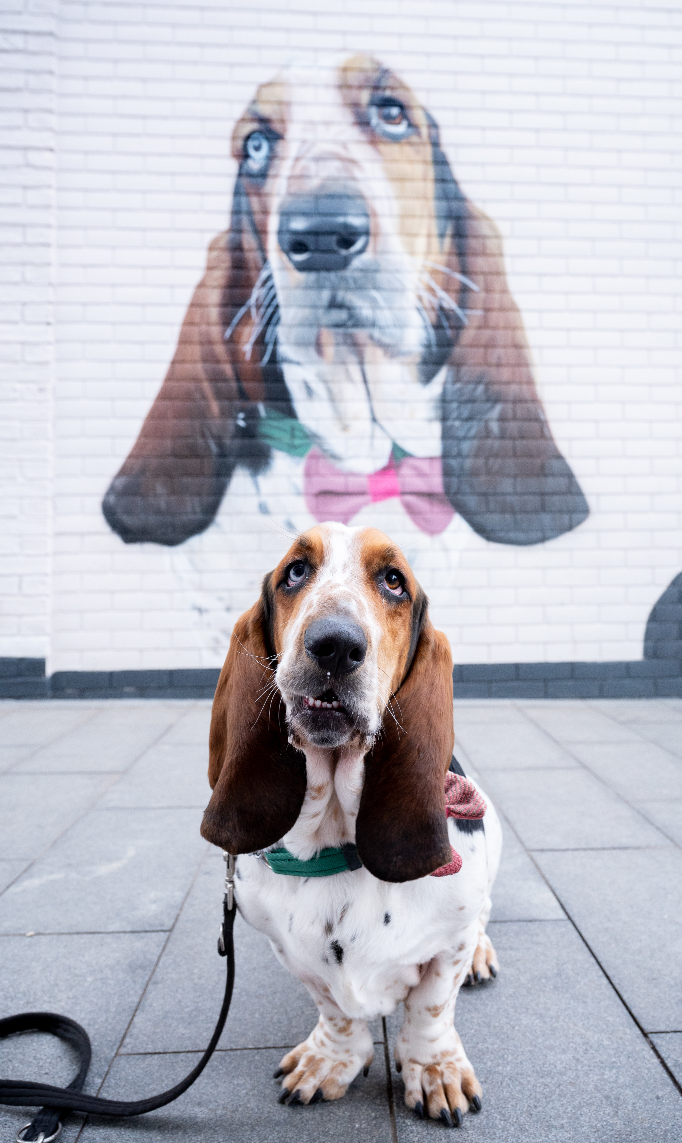 Basil at the new puppy mural.