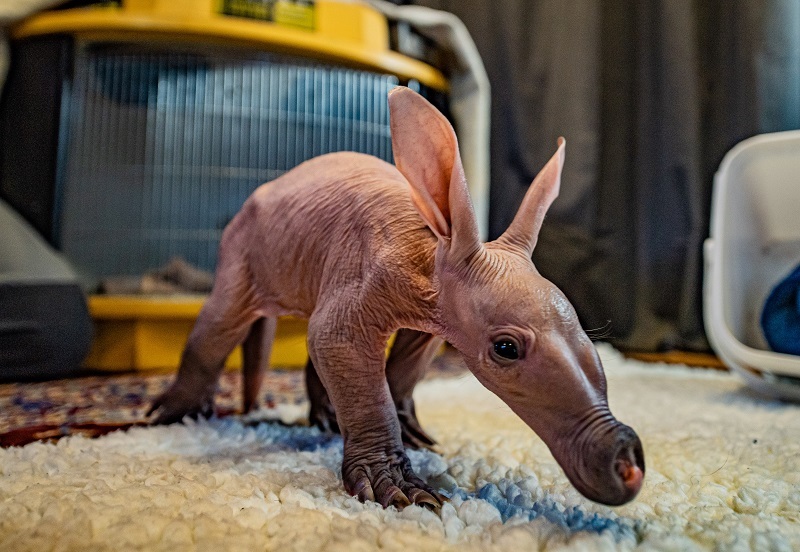 Aardvark calf Dobby is being hand reared by experts at Chester Zoo.