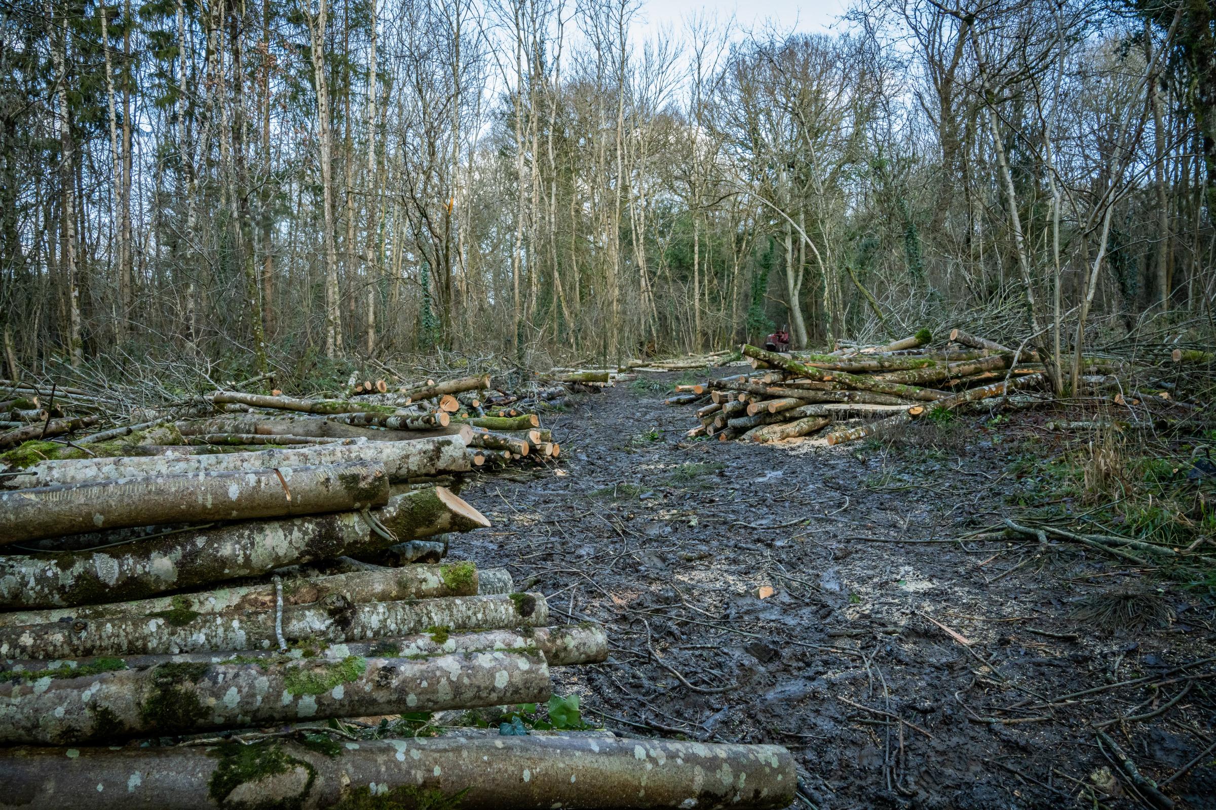 'Real threat' of importing new tree diseases as devastating as ash dieback - Vimarsana News
