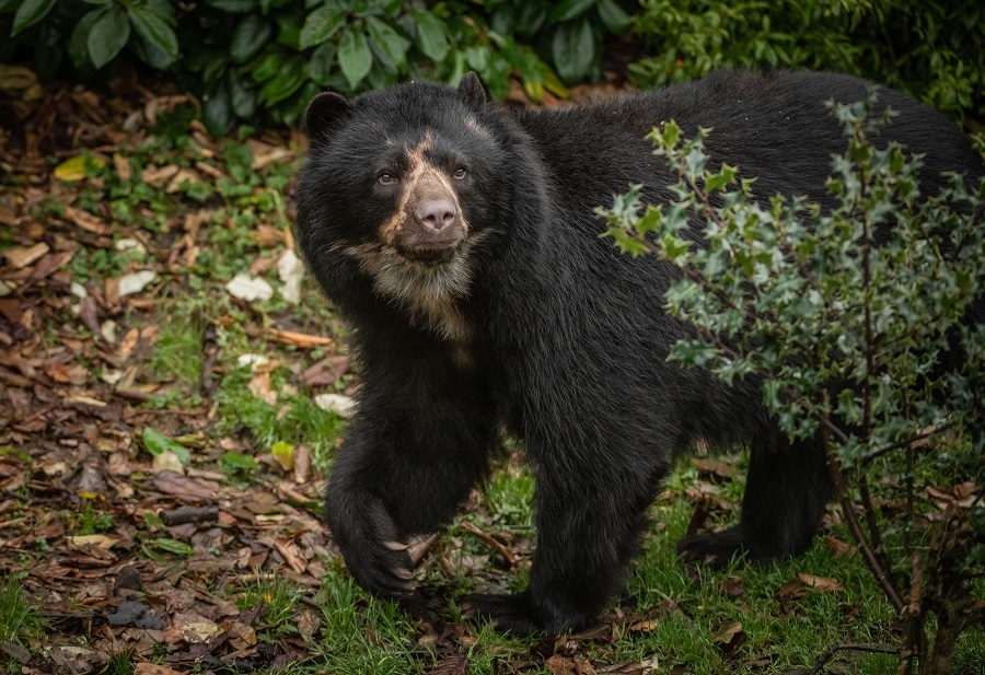 Andean bear Chester Zoo host Virtual Zoo Day to celebrate British Science Week.