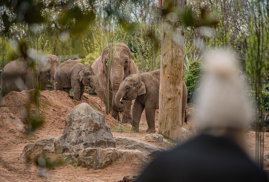 Chester Zoo has recorded astounding success with visitor numbers despite being closed to the public for three months in 2021.