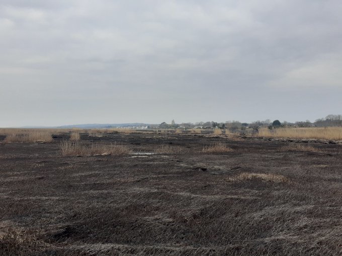 The damage to the Neston Reedbed by Parkgate.