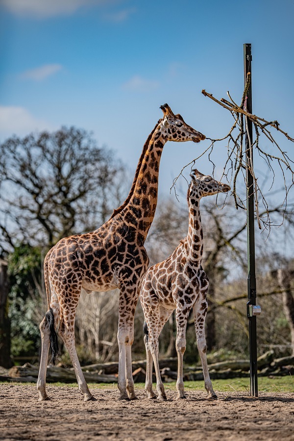 Chester Zoo will be hosting its first recruitment day.
