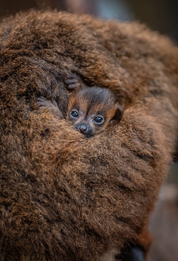 Twin red-bellied lemurs have been born at Chester Zoo.