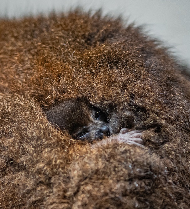 Twin red-bellied lemurs have been born at Chester Zoo.