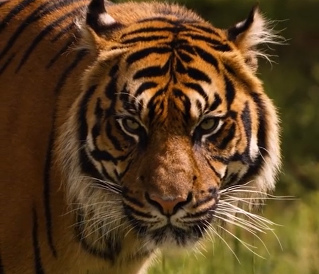 Chester Zoos new arrival Dash, a critically endangered tiger.
