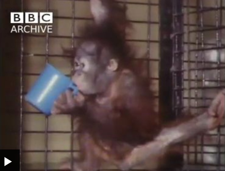 At Chester Zoo in 1982, a mother orangutan is keeping all the food for herself and not giving any to her baby. Zookeeper Nigel Hillier is taking the baby home on his bike to ensure she gets fed. Picture: BBC Archive.