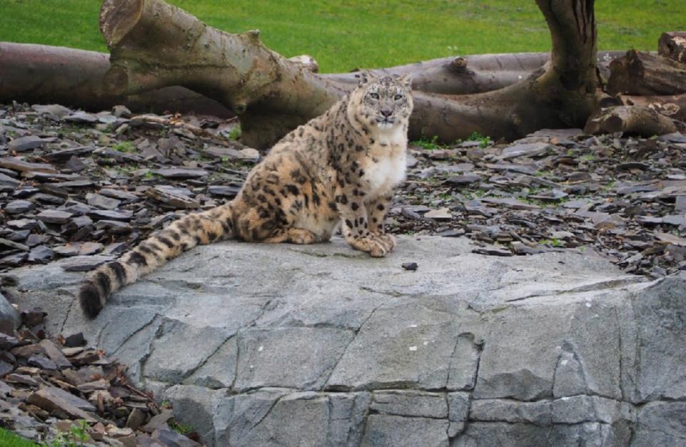 Bid to create new Chester Zoo habitat for pair of snow leopards 