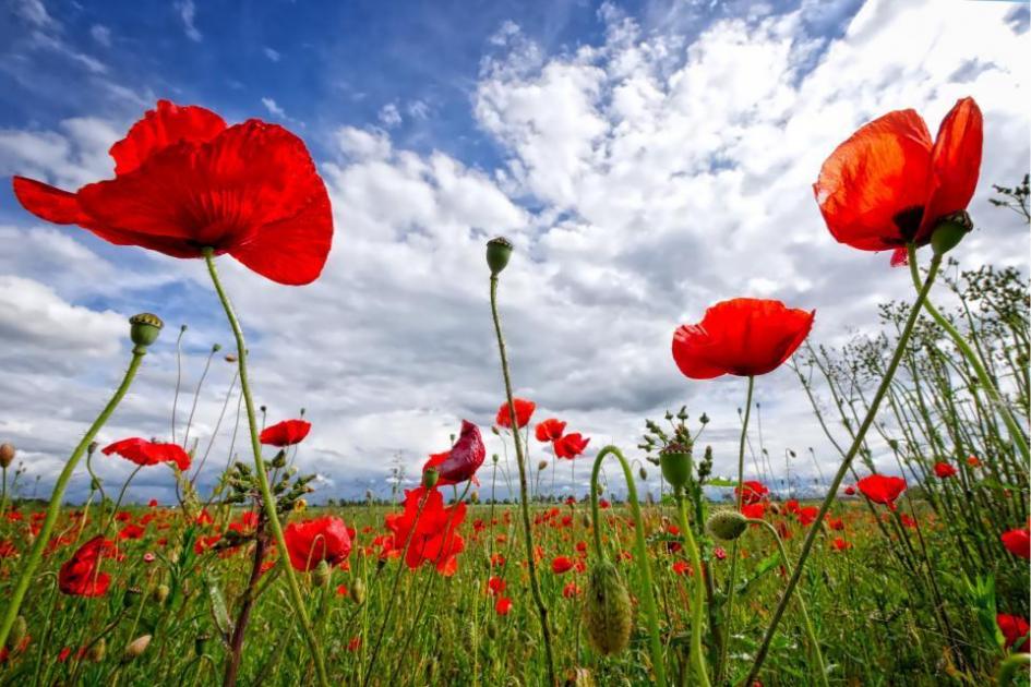 List of Remembrance services across West Cheshire this weekend 