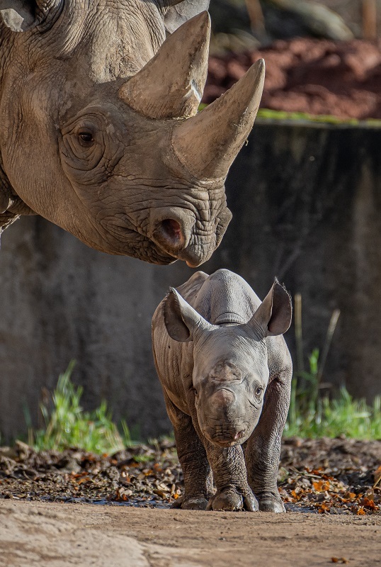 Joy as critically endangered eastern black rhino is born at Chester Zoo.