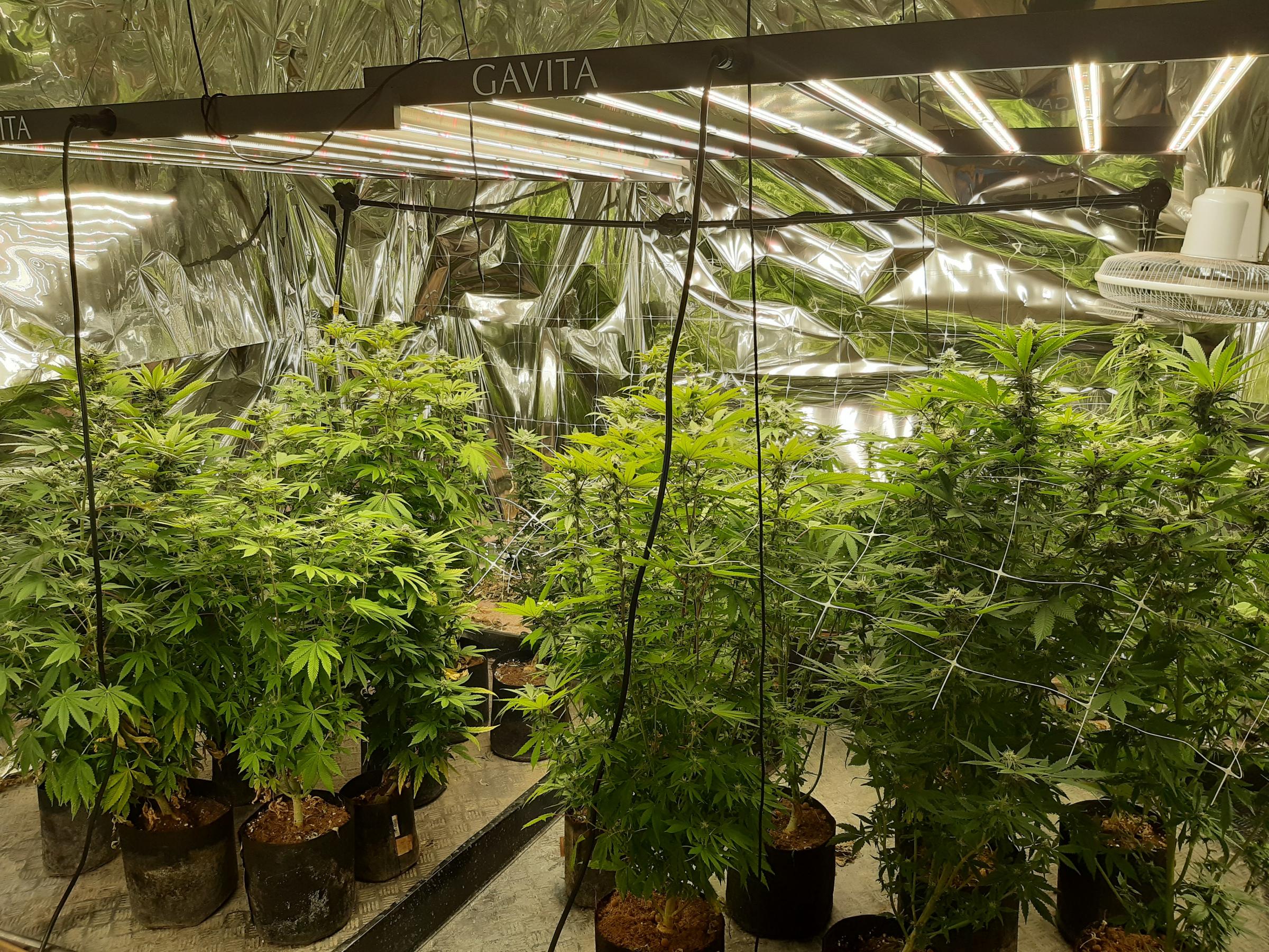 A cannabis grow was uncovered following a raid