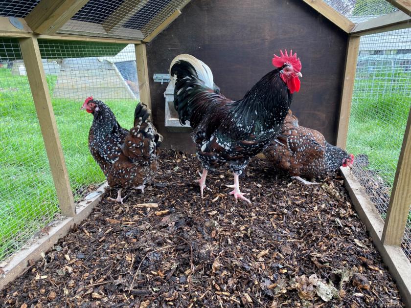 Cheshire: Poultry fancier hit with noise complaint over cockerels | Chester and District Standard 