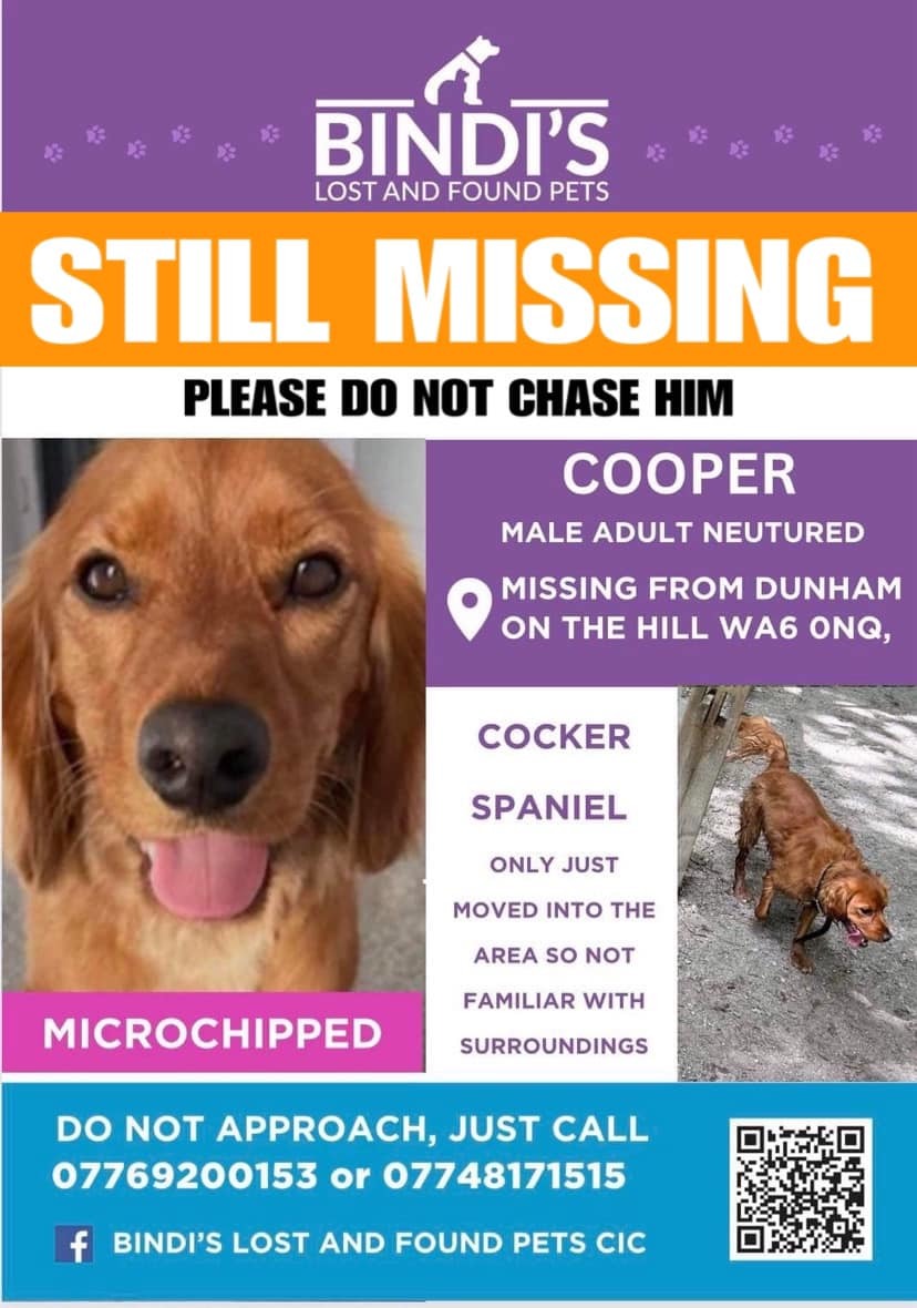 The appeal put out for missing cocker spaniel Cooper.