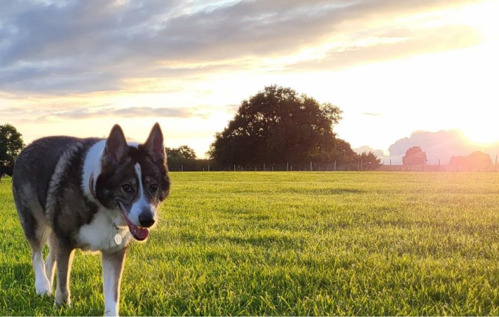'Absolutely ecstatic': Dog park finally given green light after successful appeal 