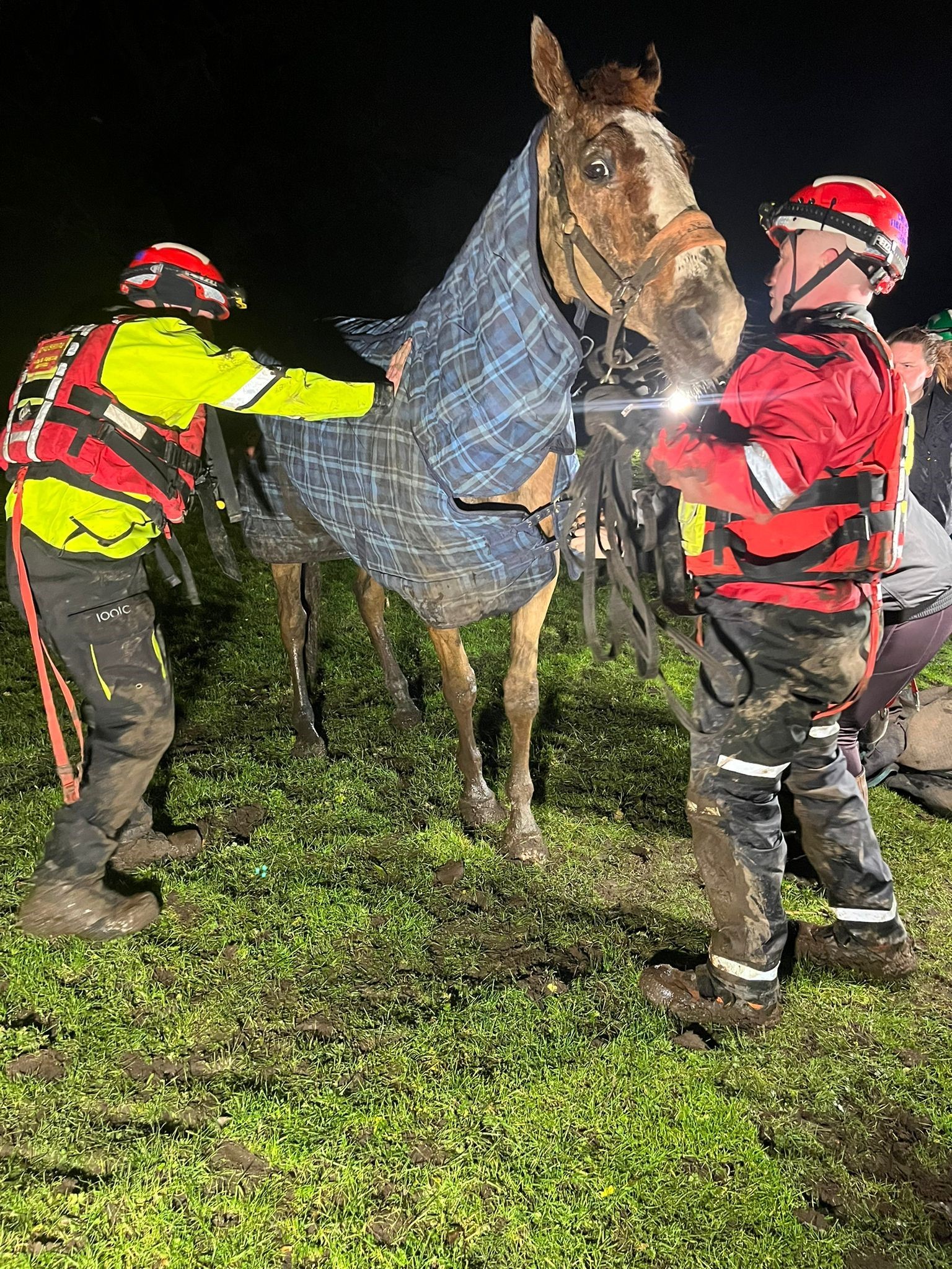 The horse being rescued by firefighters in Chester. Picture: Cheshire Fire and Rescue Service.