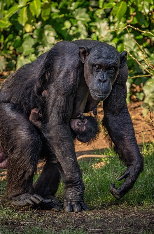 Joy as rare baby chimpanzee is born at Chester Zoo.