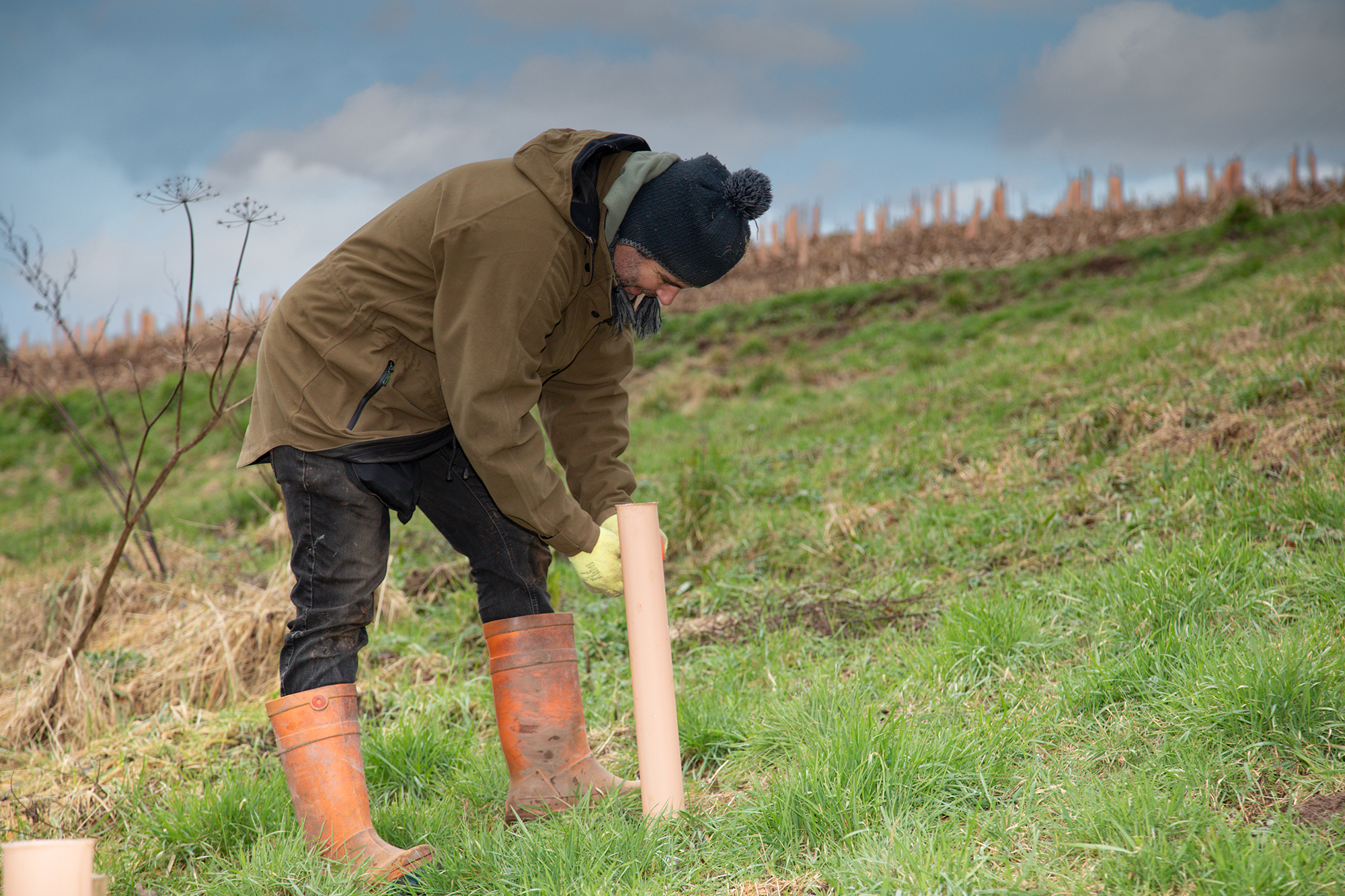 A volunteer securing biodegradable tree guards at the community planting day.