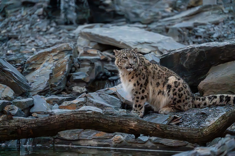 Snow leopards Yashin and Nubra explore their new home at Chester Zoo. Pictures: Chester Zoo.