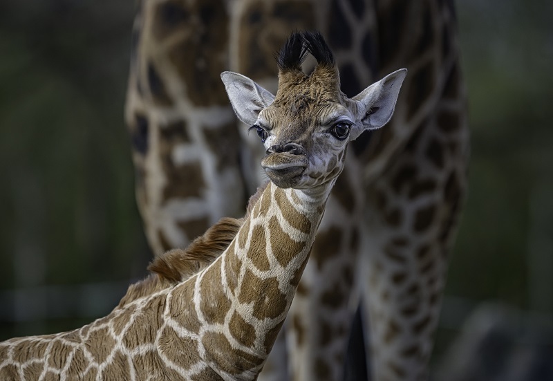 Giraffe calf Edie steps outside into the sunshine. Pictures: Chester Zoo.