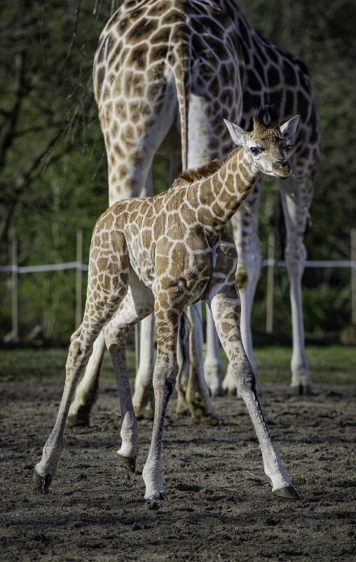 Giraffe calf Edie steps outside into the sunshine. Pictures: Chester Zoo.