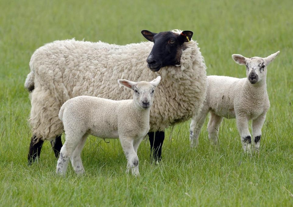 Dog shot by farmer after lambs attacked and killed in Cheshire | Chester and District Standard - Vimarsana News