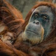 Joy as cute and  critically-endangered baby Sumatran orangutan is born at Chester Zoo
