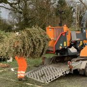 The Hospice of the Good Shepherd's Christmas tree collection and recycling taking place in January 2022.