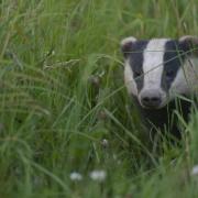 An end to badger culls has been announced, but it will take years for the last licences to run out.