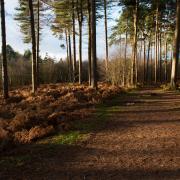 Delamere Forest, Cheshire.