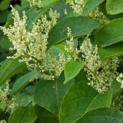 Japanese knotweed begins to grow rapidly in spring and can seriously damage properties.