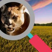 Cheshire and Wirral big cat sightings - the easiest way to tell if a puma is nearby