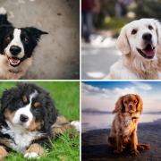 Dog owners issued warning over mystery illness thought to be Covid. (Canva)