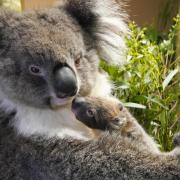 A koala at Chester Zoo (PA)