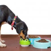 Food Standards Agency recalls dog food items over Salmonella fears (Canva)
