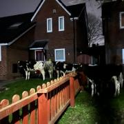 Nine young cows had to be moved from a street in Middlewich yesterday evening.