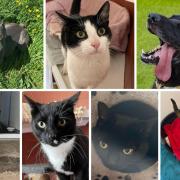 Take a look at these 7 pets at RSPCA Wirral and Chester who need new homes (RSPCA/Canva)