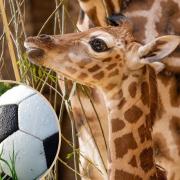 (Background) Giraffe. Credit: Chester Zoo/Caroline  Wright/PA. (Circle) Football. Credit: Canva.