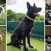 These 7 dogs and cats from RSPCA Wirral and Chester are looking for new homes. (RSPCA/Canva)